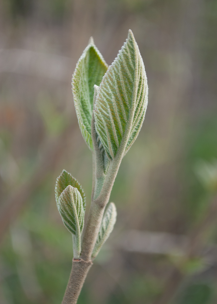 Image of Viburnum lantana specimen.