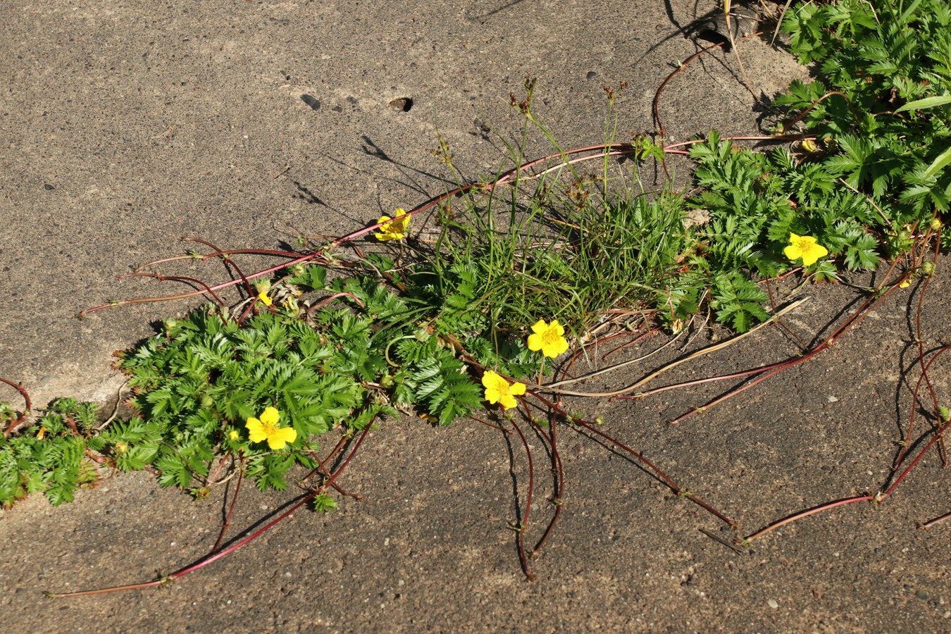 Image of Potentilla anserina specimen.