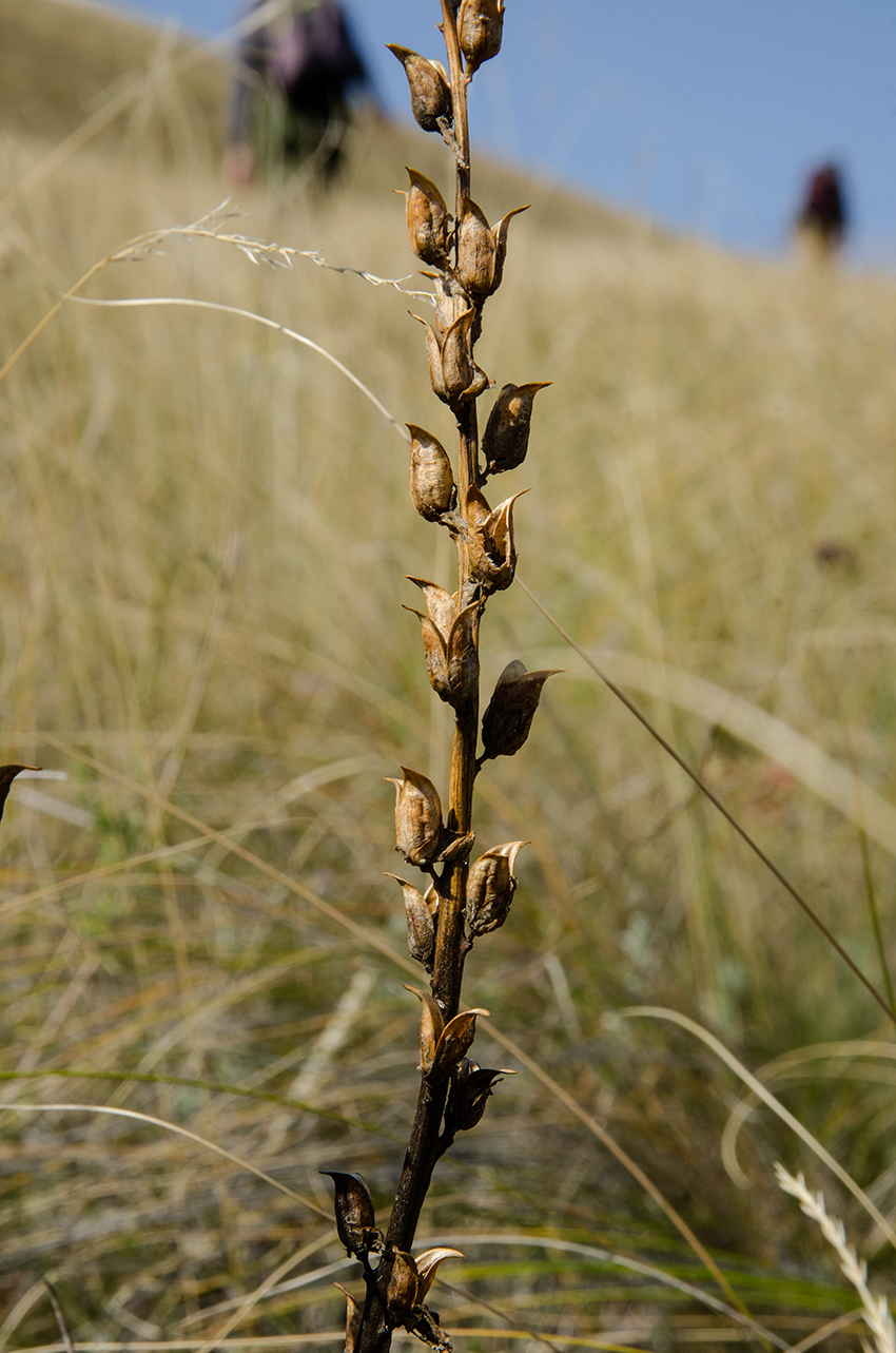 Image of genus Pedicularis specimen.