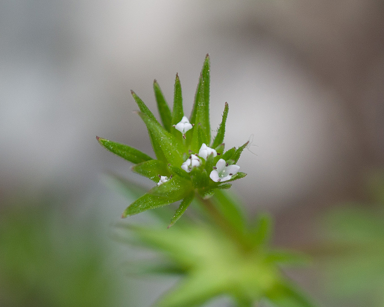 Image of Sherardia arvensis specimen.