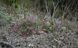 Astragalus humifusus