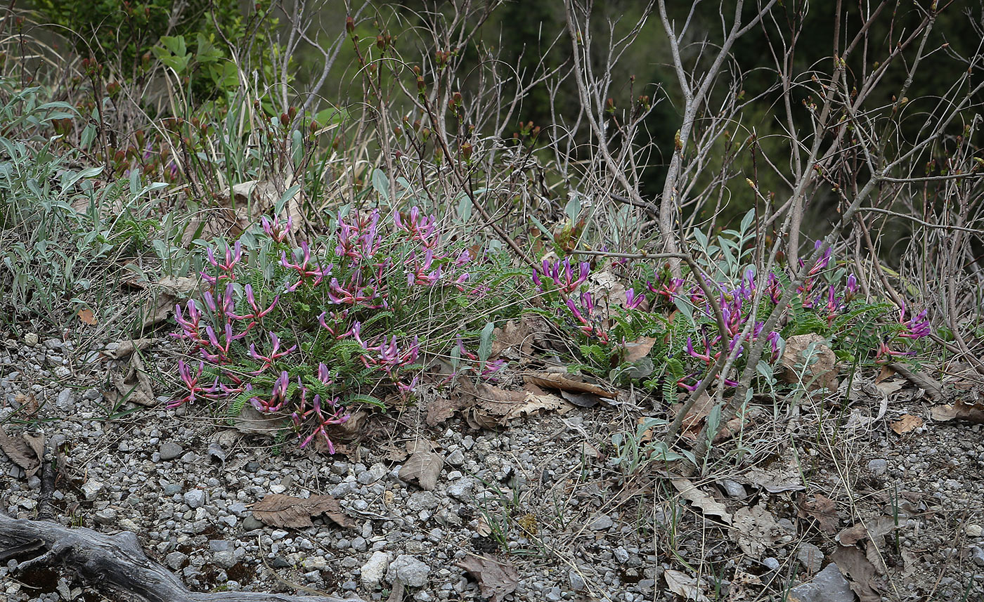 Image of Astragalus humifusus specimen.