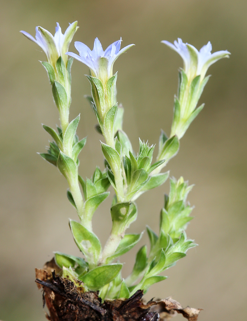 Image of Gentiana squarrosa specimen.