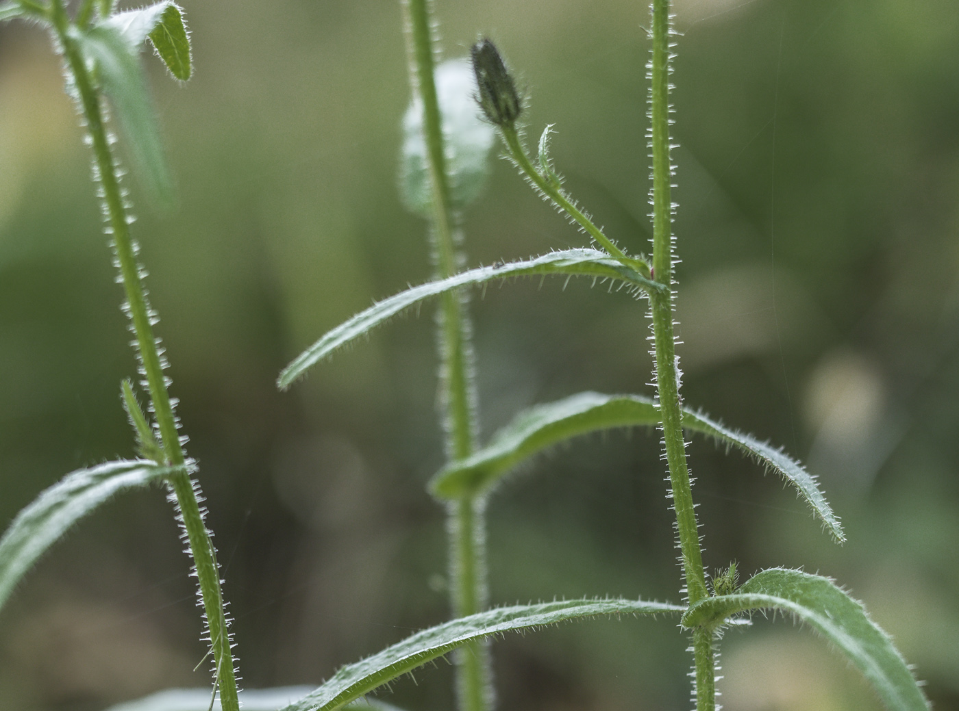 Image of Picris japonica specimen.