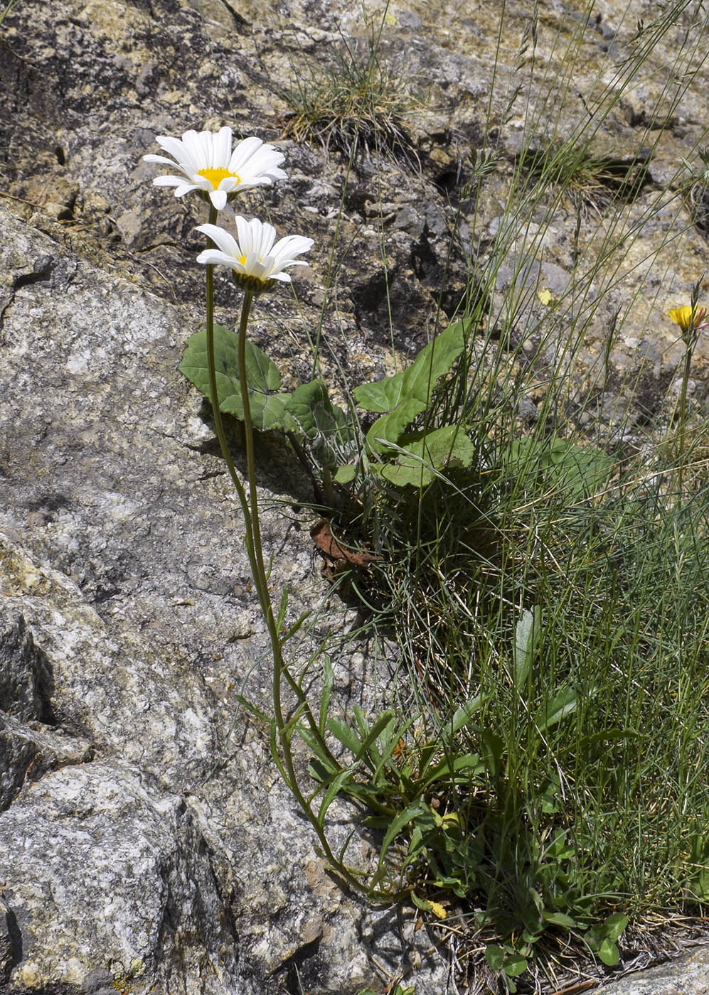 Image of Leucanthemum catalaunicum specimen.