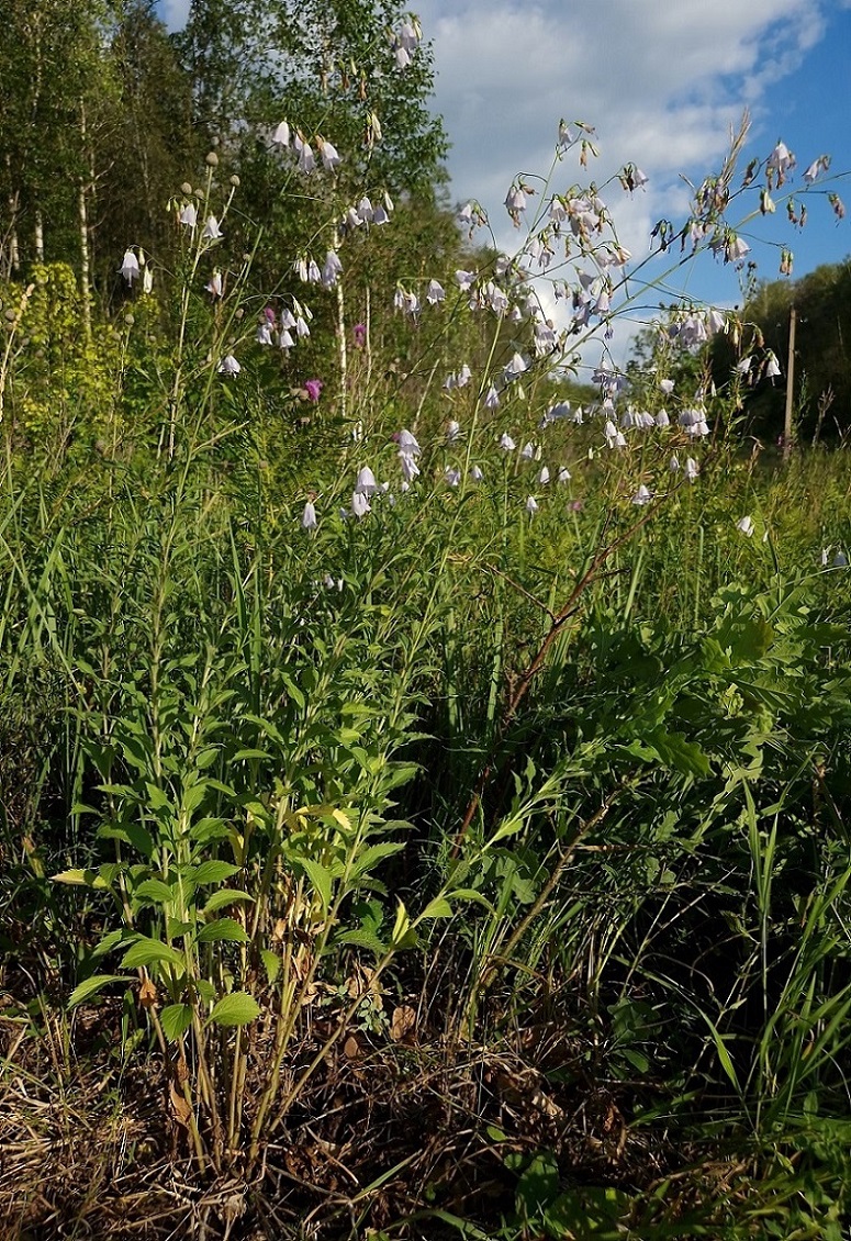 Изображение особи Adenophora liliifolia.