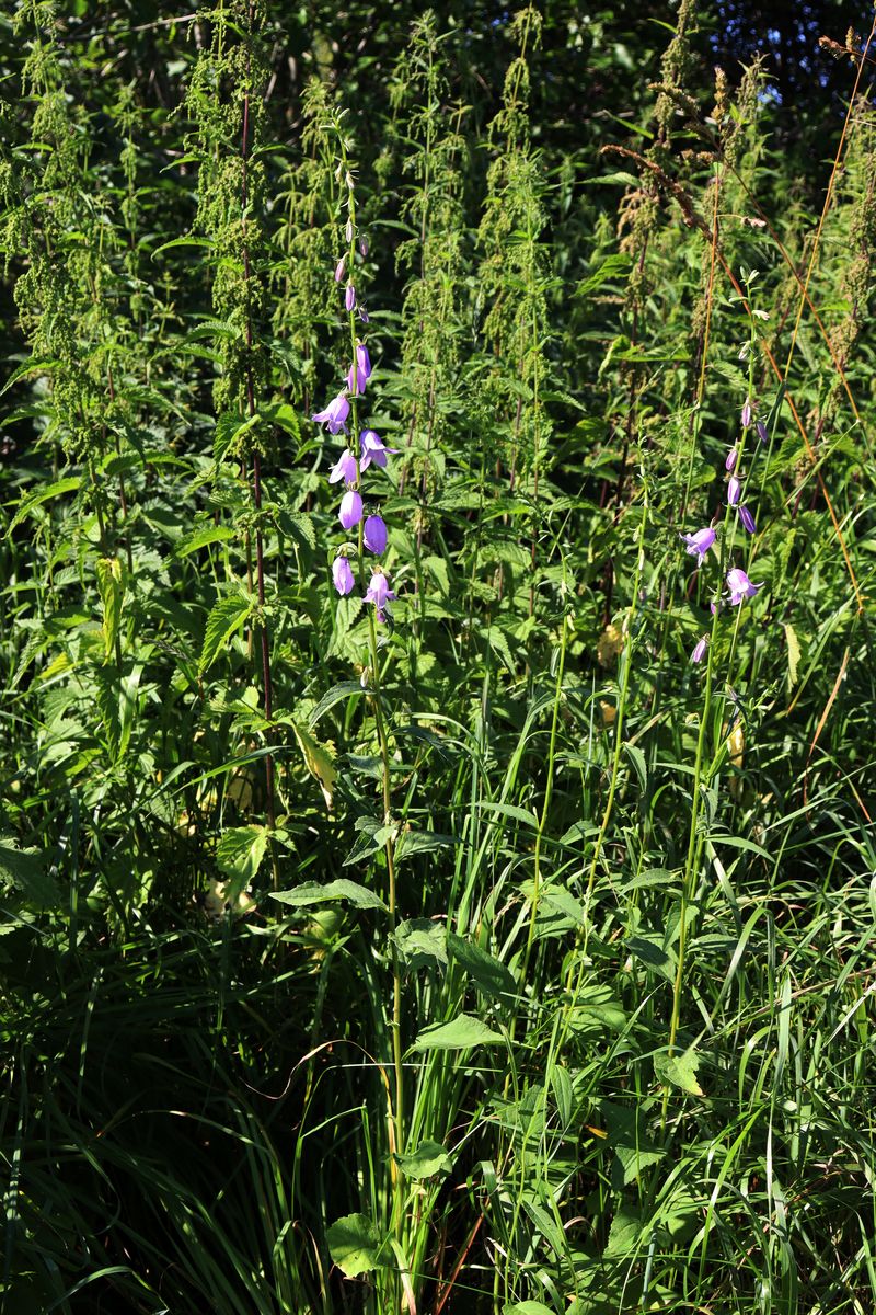 Image of Campanula rapunculoides specimen.