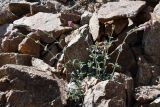 Silene microphylla