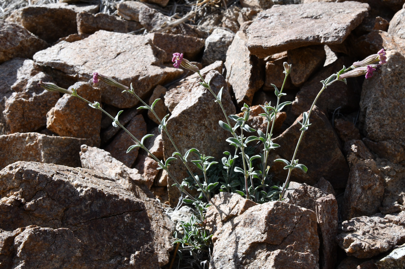 Изображение особи Silene microphylla.