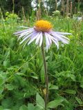 Erigeron flaccidus. Верхушка растения с соцветием. Восточный Казахстан, Южный Алтай, хр. Сарымсакты, пер. Бурхат, ≈ 1900 м н.у.м., пологий склон сев. экспозиции, верхний край лесного пояса. 4 июля 2024 г.