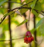 Euonymus verrucosus