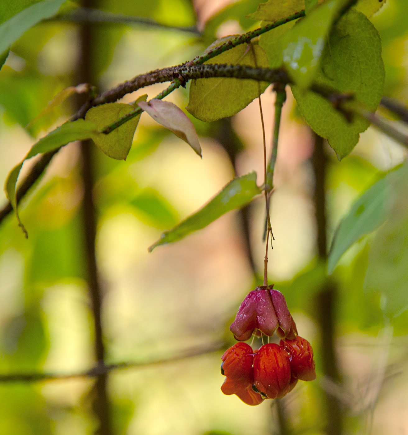 Image of Euonymus verrucosus specimen.