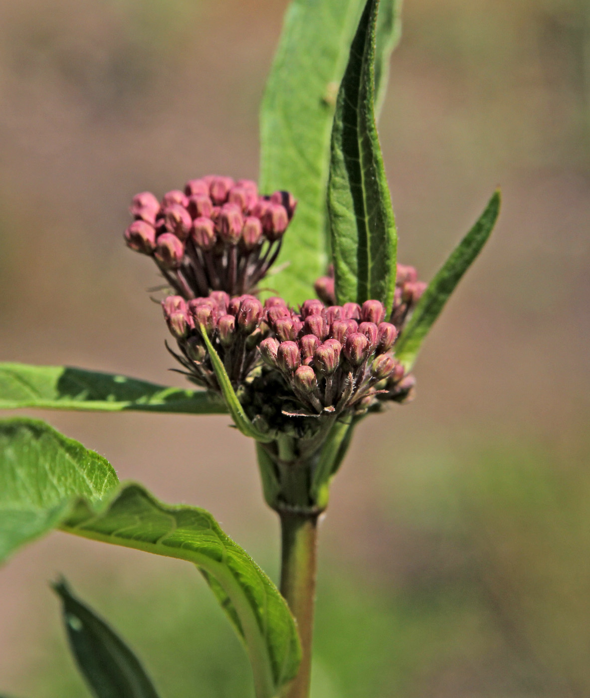 Image of Asclepias incarnata specimen.