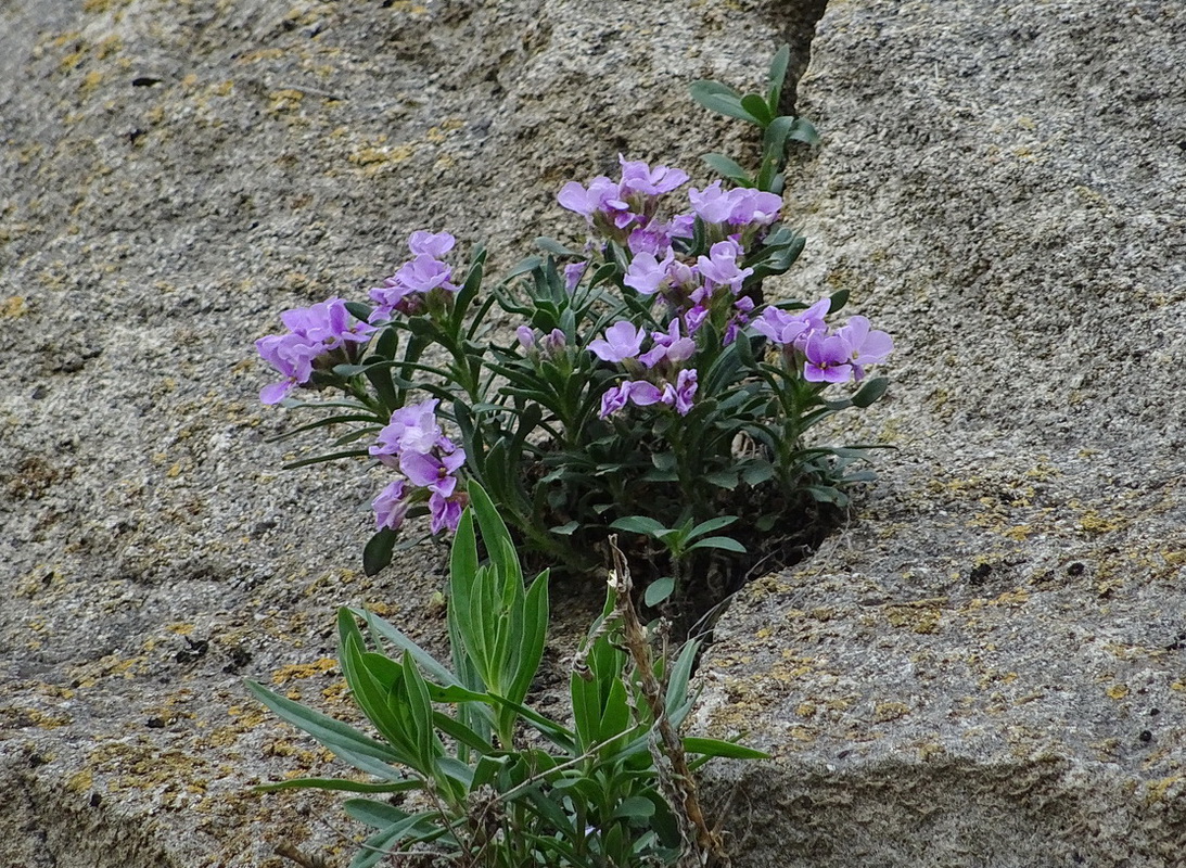 Image of Clausia aprica specimen.