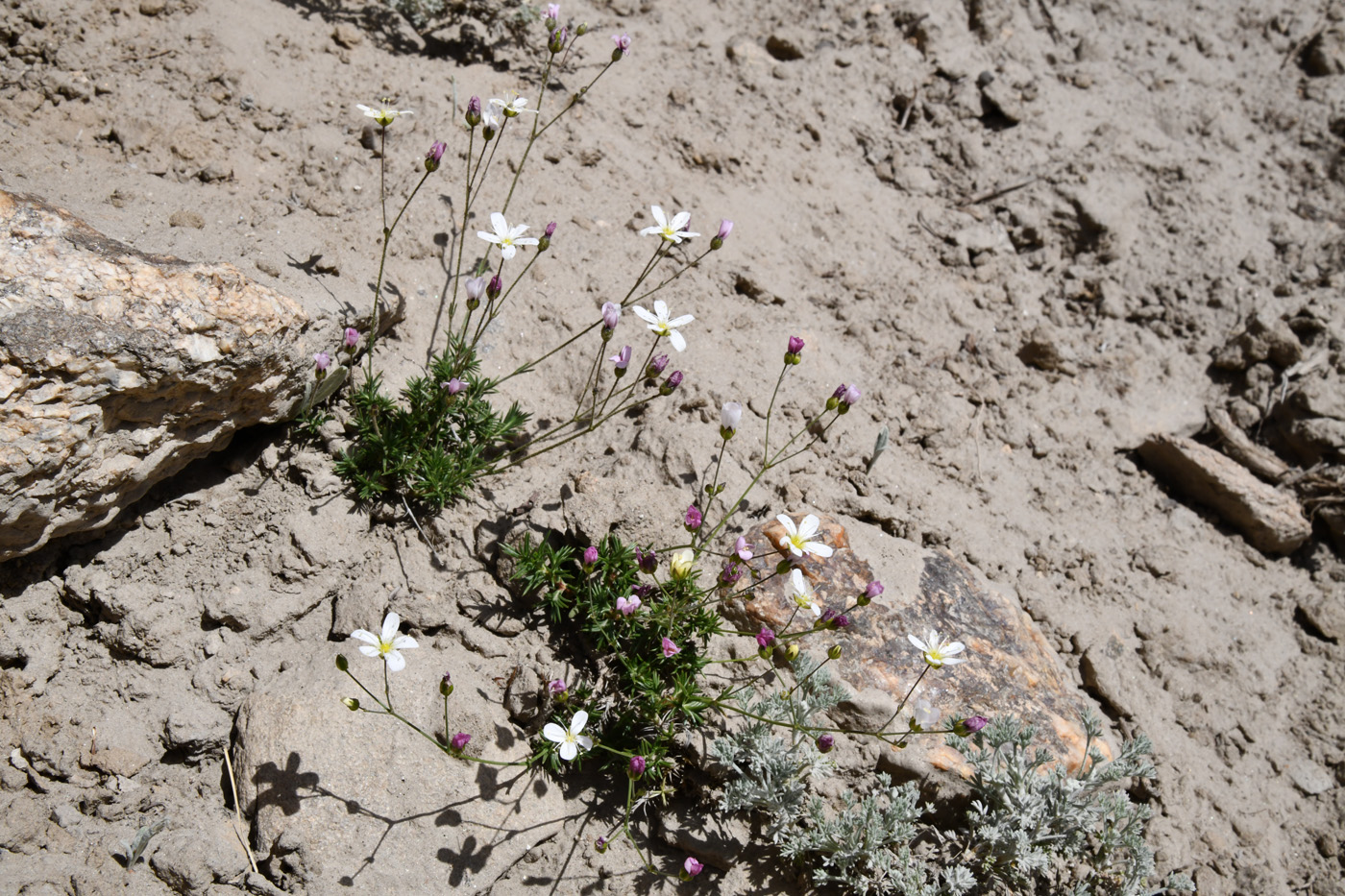 Image of genus Eremogone specimen.