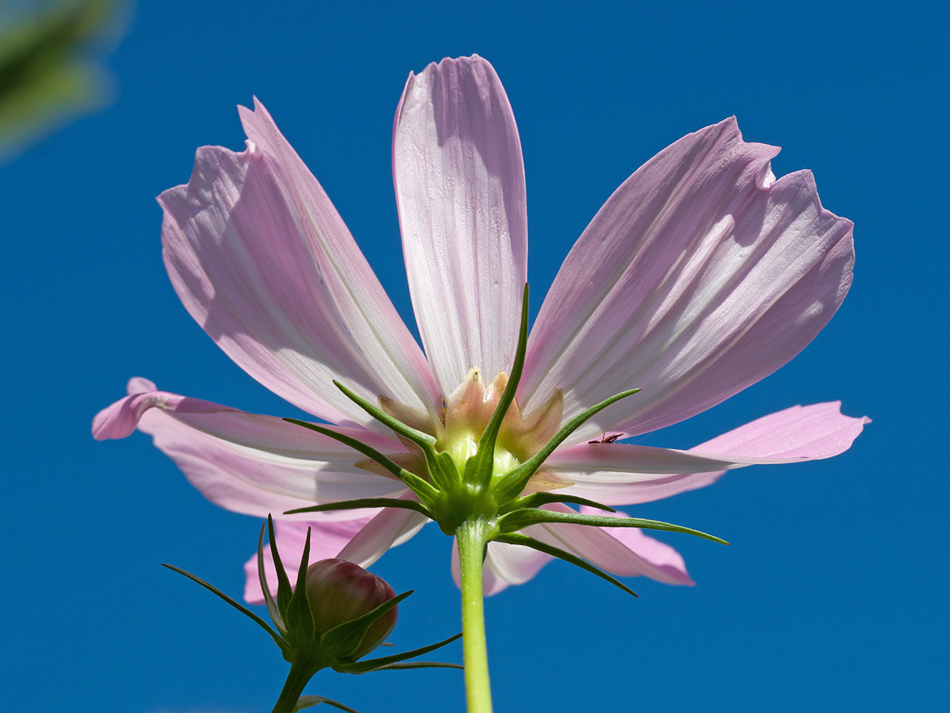 Изображение особи Cosmos bipinnatus.