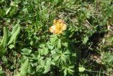 genus Trollius. Отцветающее растение. Чечня, Шаройский р-н, Снеговой хр., 4,2 км от пер. Цумандинский в сторону г. Заинкорт, рядом с каменным загоном, выс. ок. 2800 м н.у.м., луг. 25 июня 2024 г.