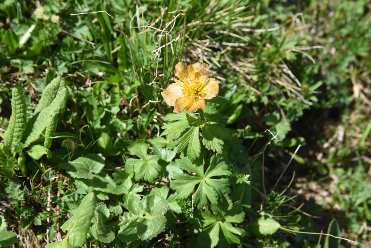 Image of genus Trollius specimen.
