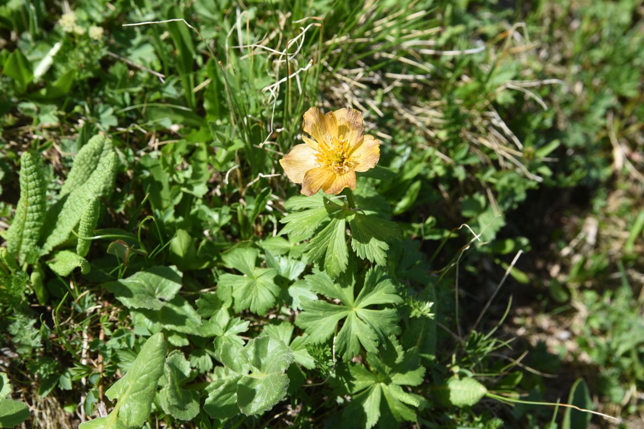 Изображение особи Anemonastrum speciosum.