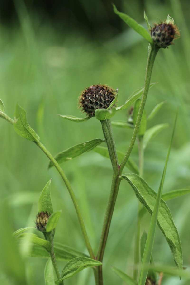 Изображение особи Centaurea phrygia.