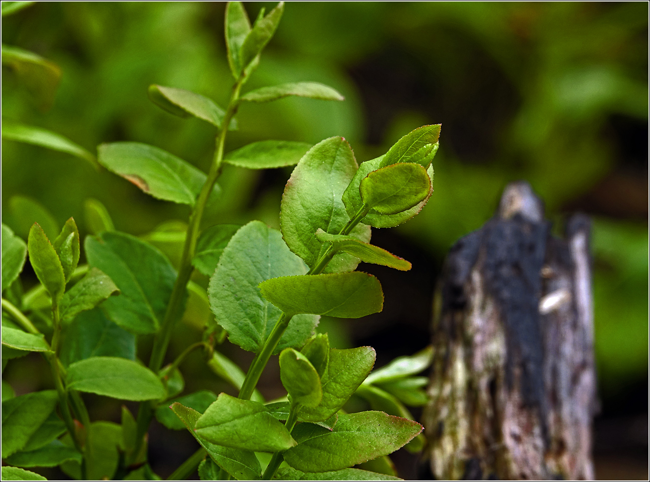 Image of Vaccinium myrtillus specimen.