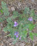 Vicia sosnowskyi. Соцветия и листья. Кабардино-Балкария, Эльбрусский р-н, окр. Чегетского моста, сосновый лес. 16 июня 2018 г.