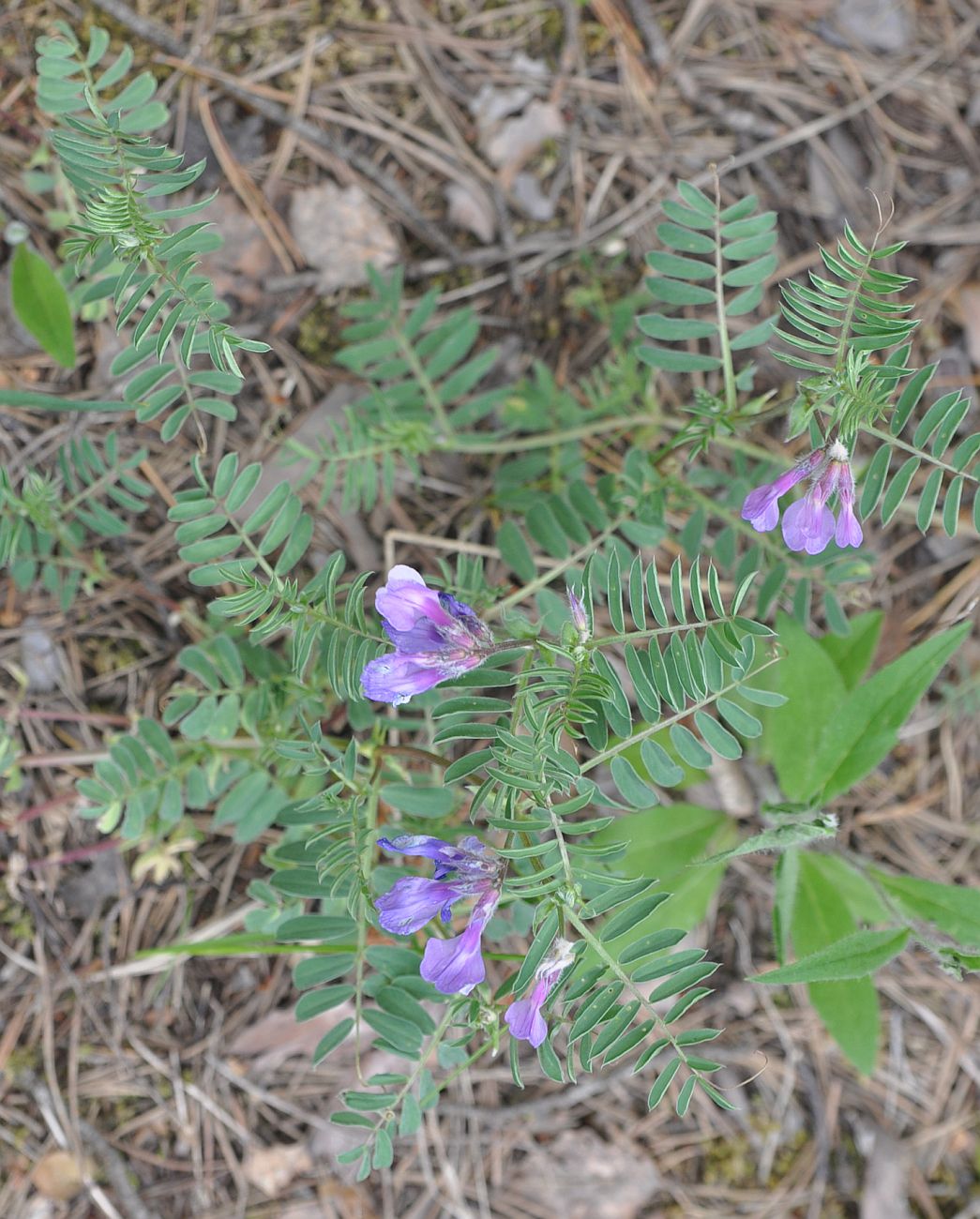 Изображение особи Vicia sosnowskyi.