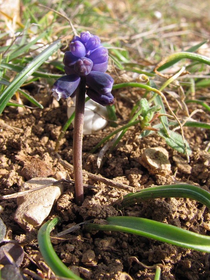 Изображение особи Muscari neglectum.