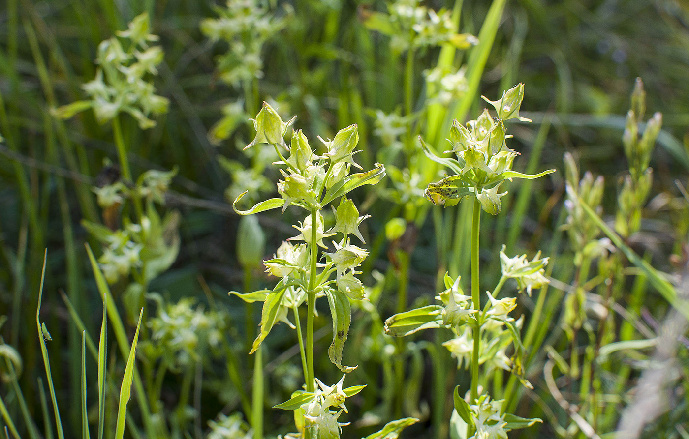 Изображение особи Halenia corniculata.