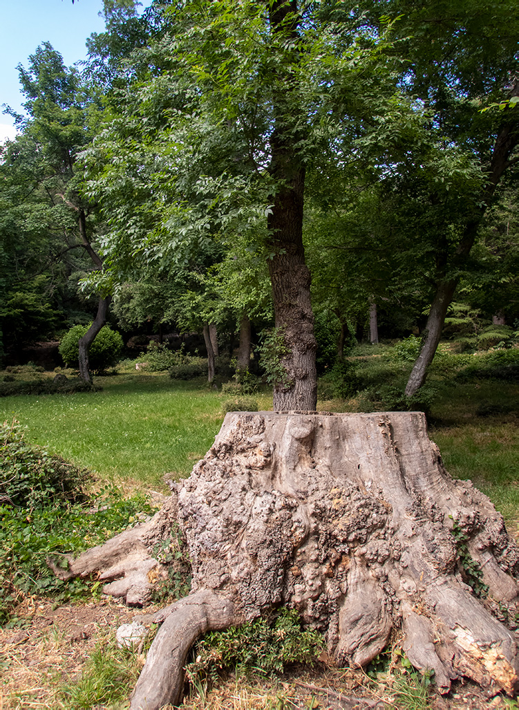 Image of genus Fraxinus specimen.