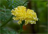 Tagetes erecta