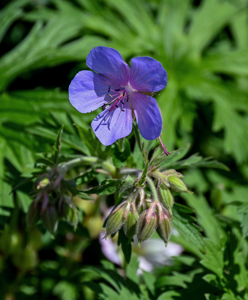 Image of Geranium pratense specimen.