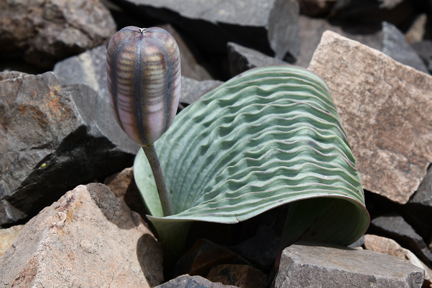 Image of Tulipa regelii specimen.