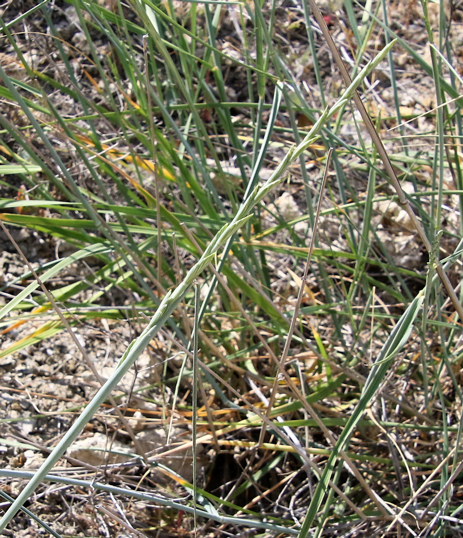 Изображение особи Elytrigia obtusiflora.