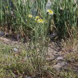 род Tragopogon