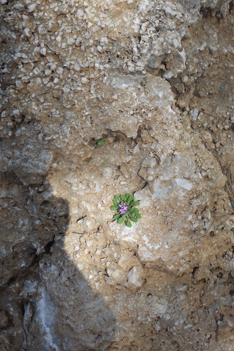Image of Malcolmia flexuosa specimen.