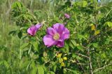 Rosa davurica