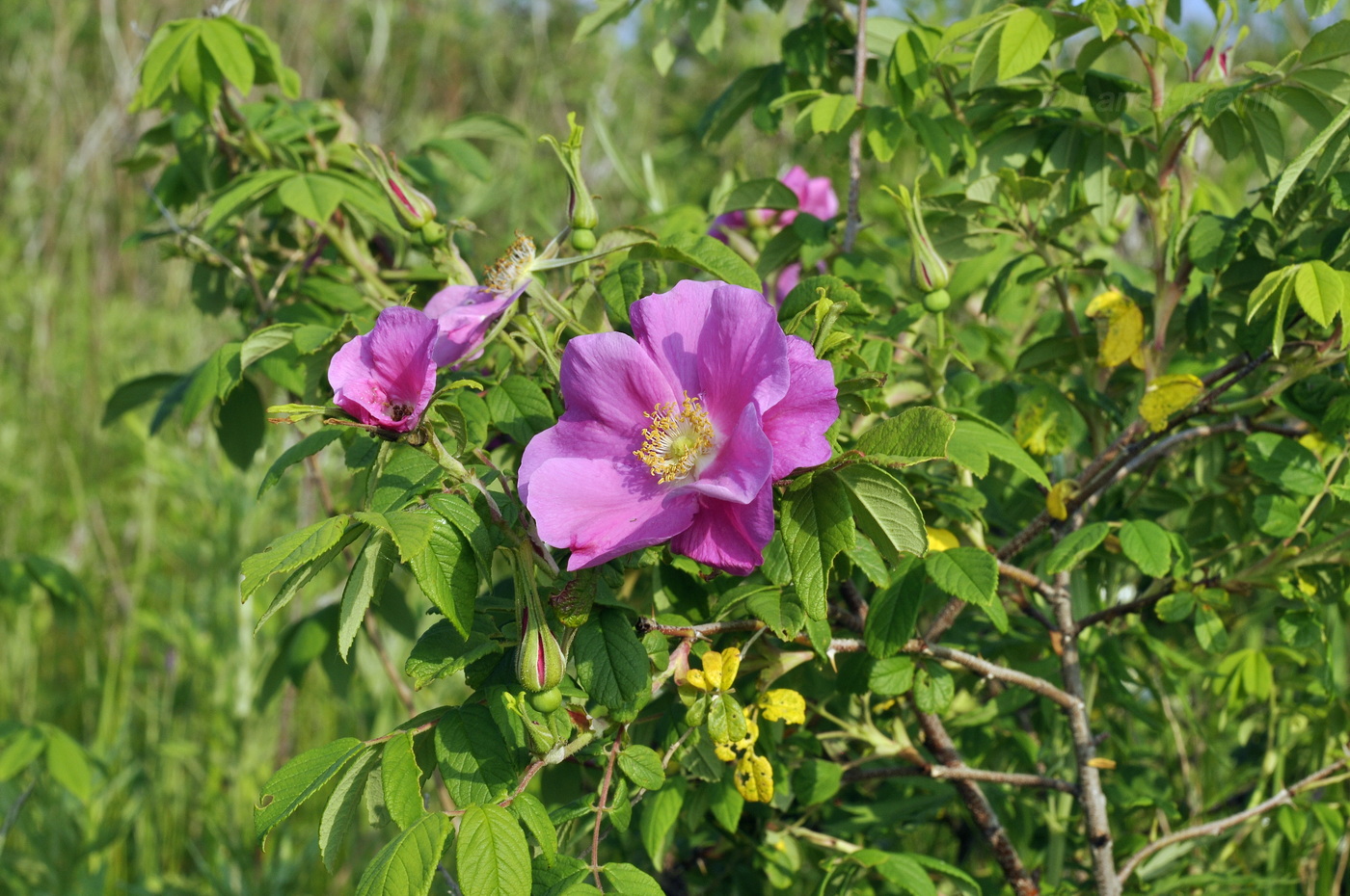 Изображение особи Rosa davurica.