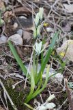 Scilla puschkinioides