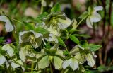 View full-size image Helleborus caucasicus