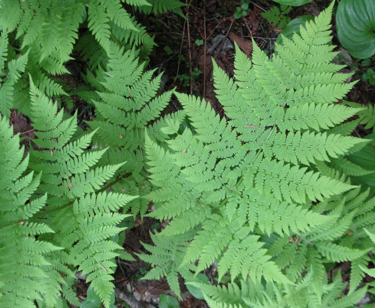 Image of Dryopteris expansa specimen.