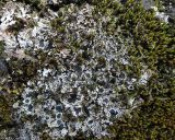 Смотреть изображение Physconia muscigena