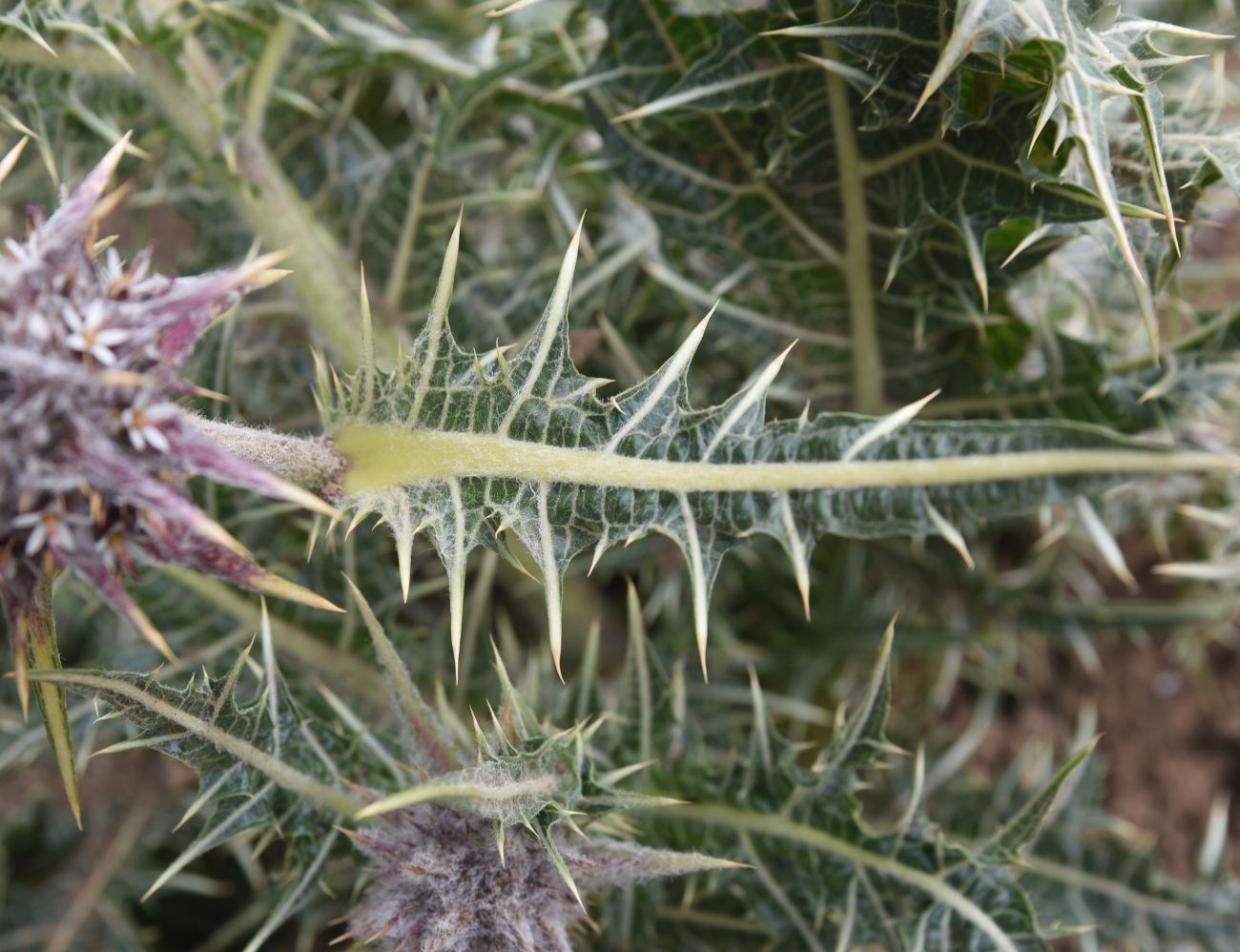 Изображение особи Gundelia rosea.