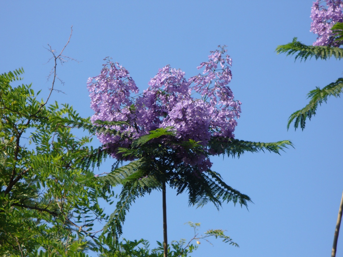 Image of Jacaranda mimosifolia specimen.