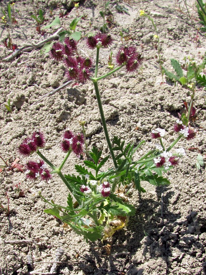 Изображение особи Turgenia latifolia.