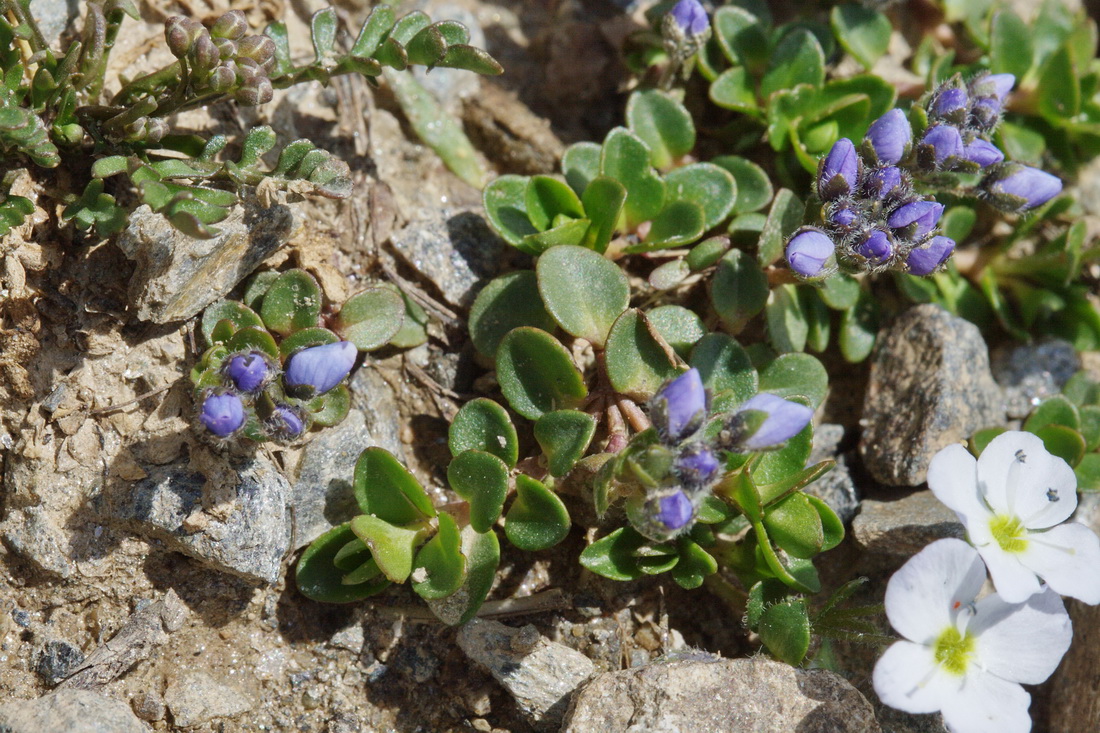 Image of Veronica glareosa specimen.