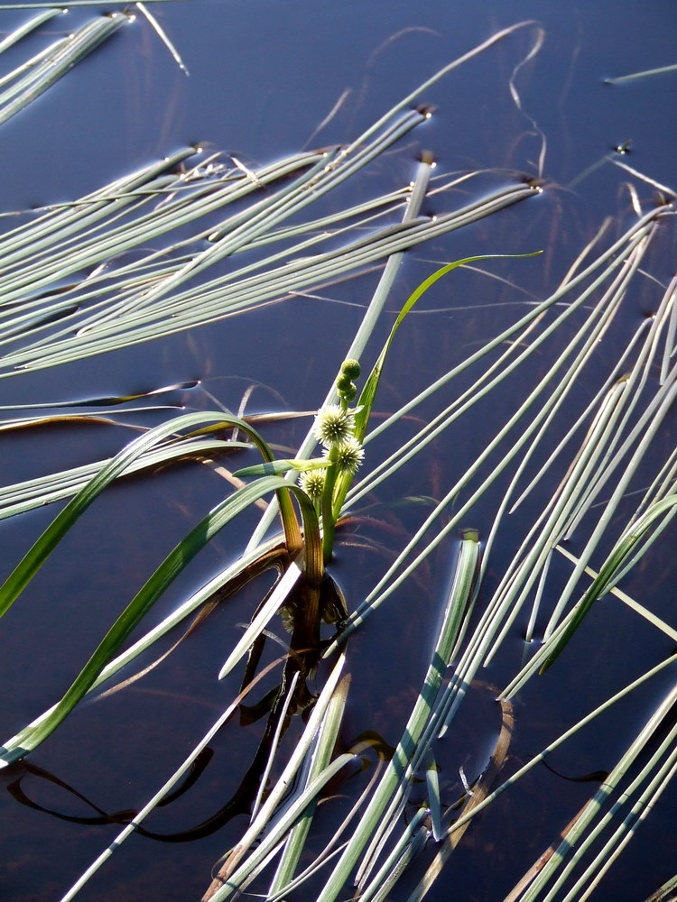 Изображение особи Sparganium angustifolium.