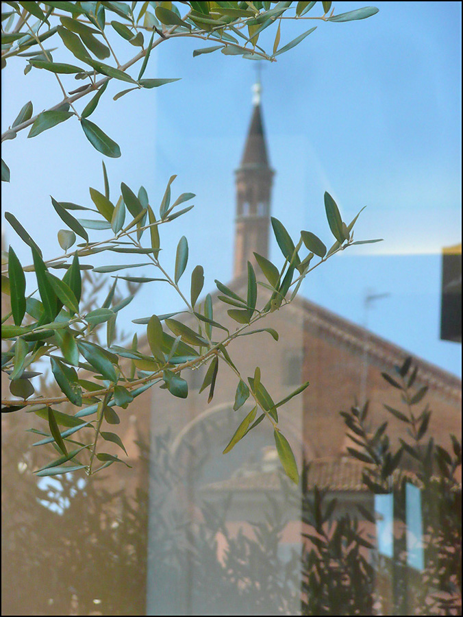 Image of Olea europaea specimen.