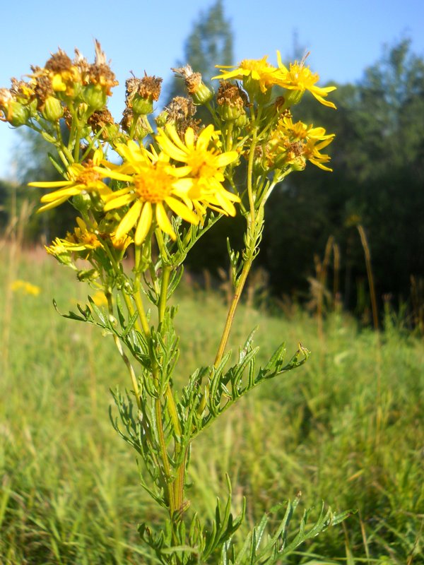 Image of Senecio erucifolius specimen.