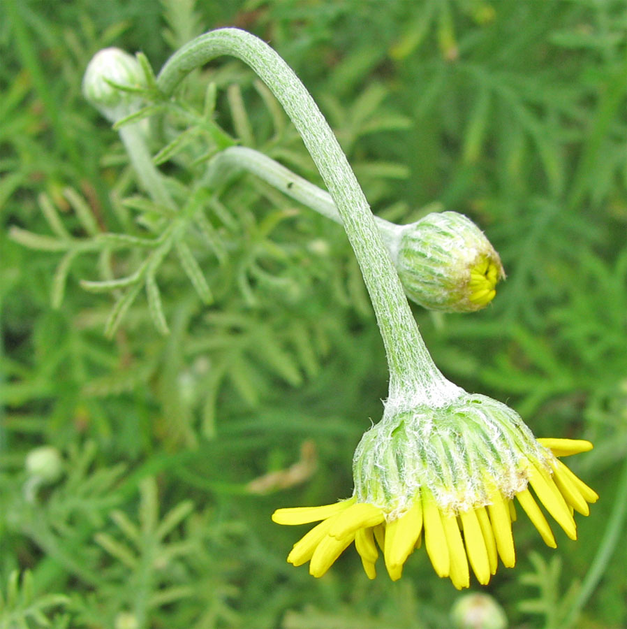 Image of Anthemis tinctoria specimen.